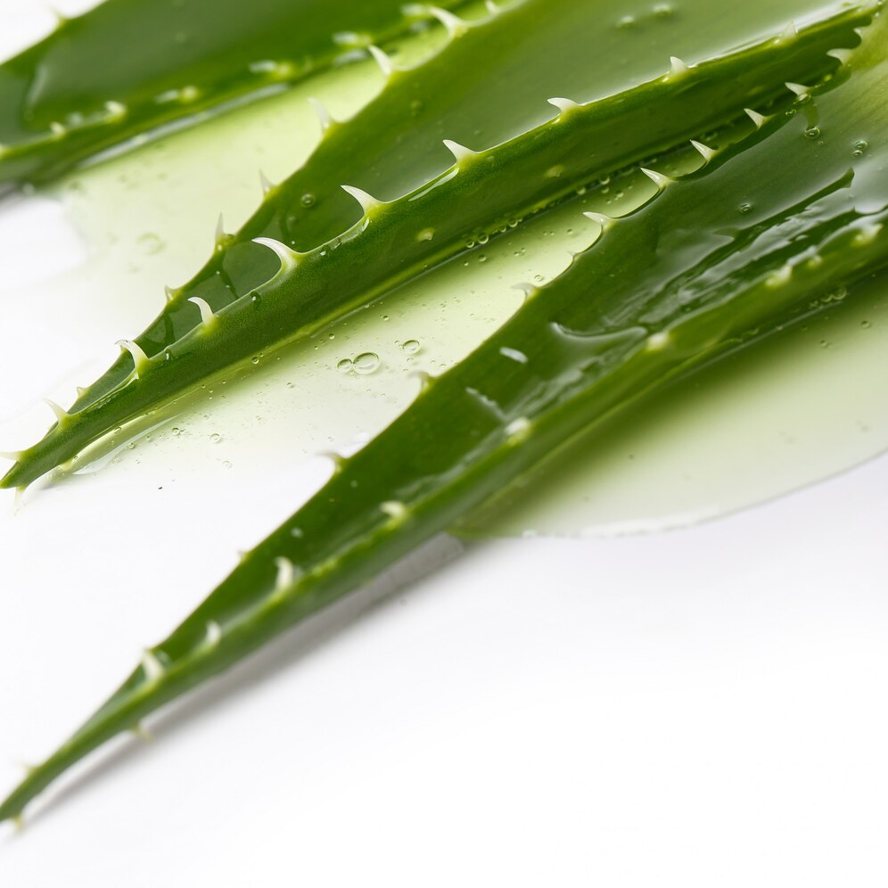 Aloe vera växt — naturlig antiinflammatorisk